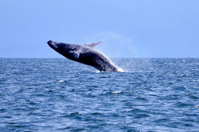 Tour with Whale Watching in Samaná, Beach and Waterfall - El Limón and the ride to El Salto del Limón