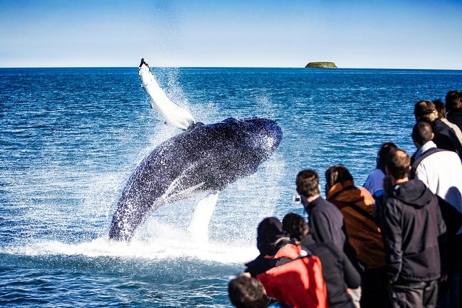Traditional Oak Ship Whale Watching Tour From Husavik - What the traditional oak ship adds