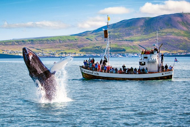 Traditional Oak Ship Whale Watching Tour From Husavik - Wildlife watching with some respect for the animals