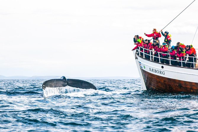 Traditional Oak Ship Whale Watching Tour From Husavik - Is the $118.56 price fair?