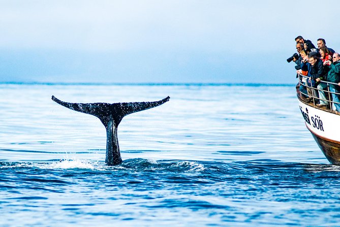 Traditional Oak Ship Whale Watching Tour From Husavik - Choosing the right departure and setting expectations