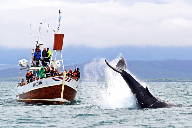 Traditional Whale Watching from Húsavík by Local Family Company - The traditional oak boat experience