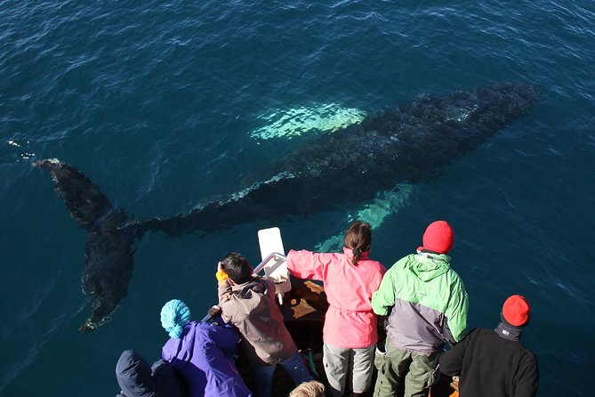 Traditional Whale Watching from Húsavík by Local Family Company - How the guides shape the outing