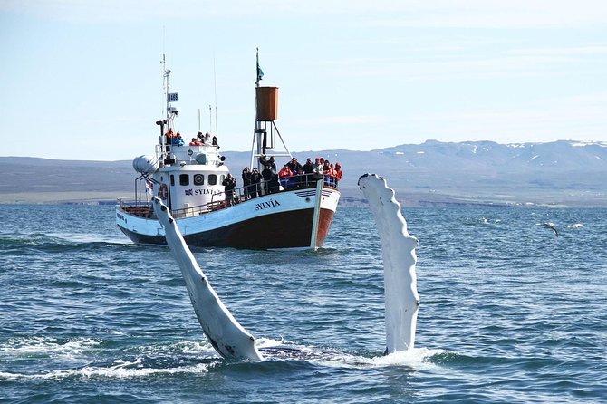 Traditional Whale Watching from Húsavík by Local Family Company - Comfort, crowds, and camera advice