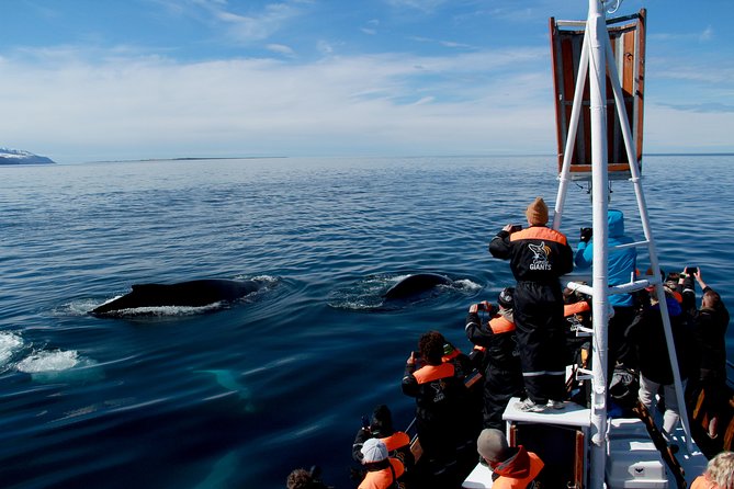 Traditional Whale Watching from Húsavík by Local Family Company - Price and overall value at $102.58