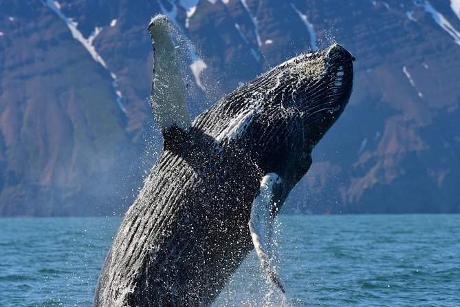 Traditional Whale Watching from Húsavík by Local Family Company - Who should book this Húsavík trip