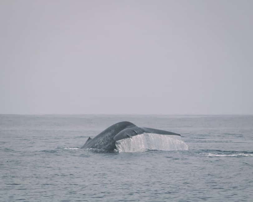 Trincomalee: Dolphin & Whale Watching Boat Tour - A sunrise start at Nilaveli Beach