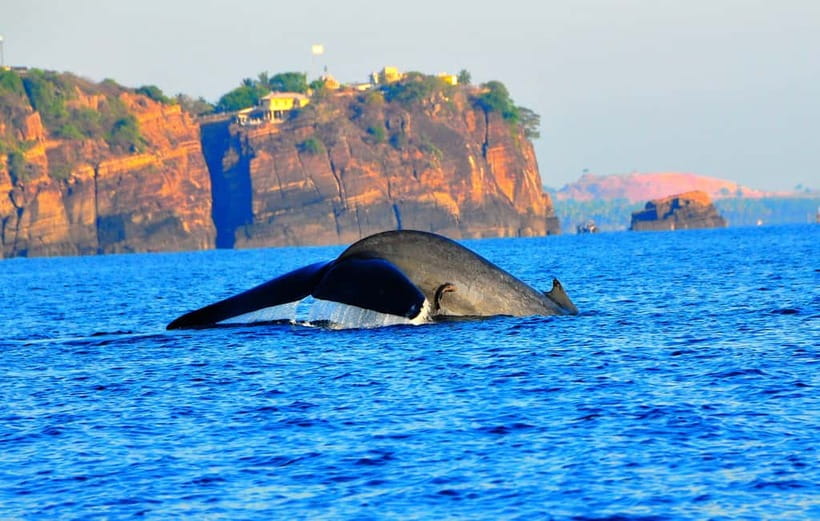 Trincomalee: Dolphin & Whale Watching Boat Tour - Finding dolphins off Trincomalee