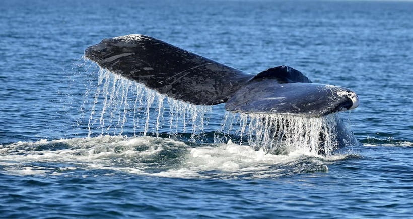 Trincomalee: Whale & Dolphin Safari Tour with Expert Guides - Key points to know before you book