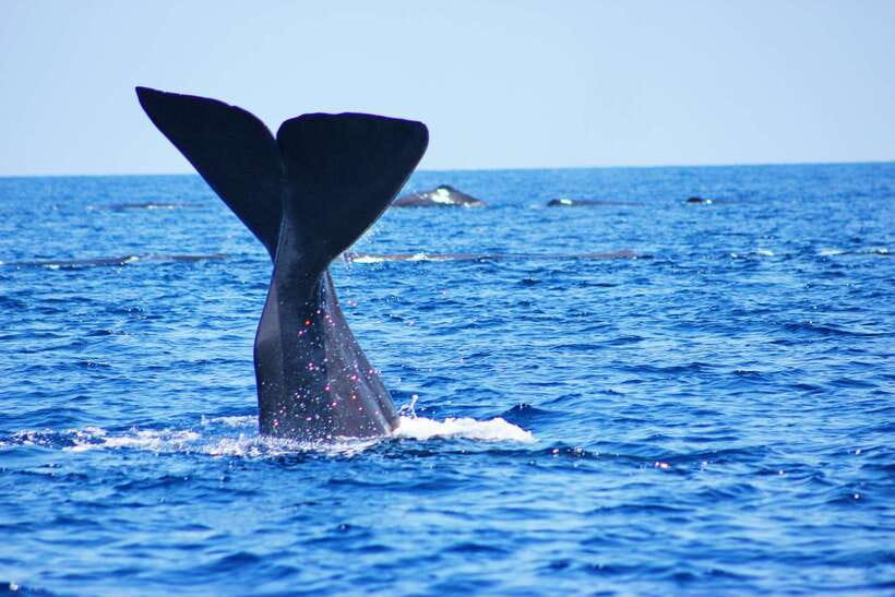 Trincomalee: Whale & Dolphin Safari Tour with Expert Guides - Dolphins often provide the action