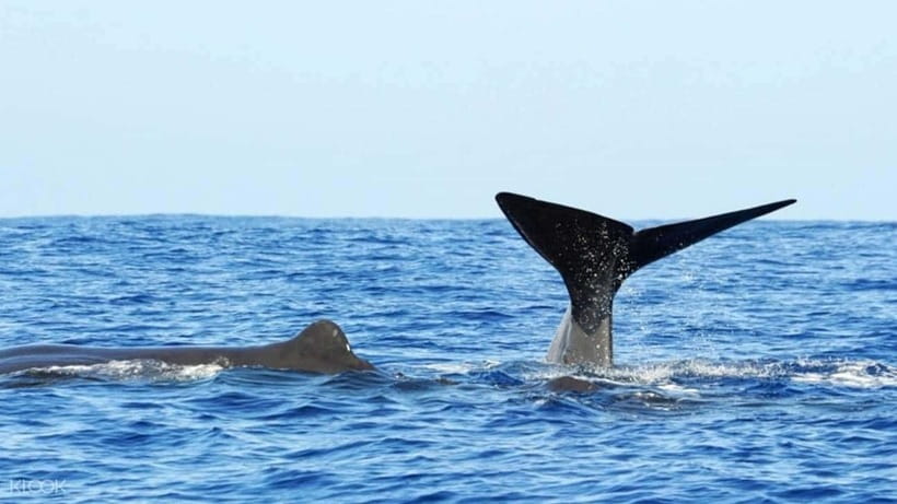 Trincomalee: Whale & Dolphin Safari Tour with Expert Guides - Turtles, sharks, birds, and flying fish