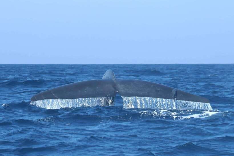 Trincomalee: Whale & Dolphin Safari Tour with Expert Guides - A boat ride with a view of Koneswaram Temple