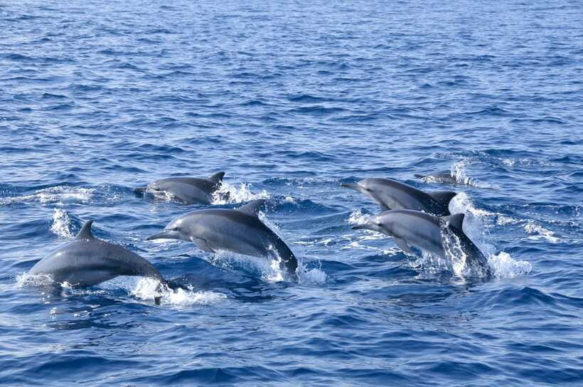 Trincomalee: Whale & Dolphin Safari Tour with Expert Guides - Why the small boat matters