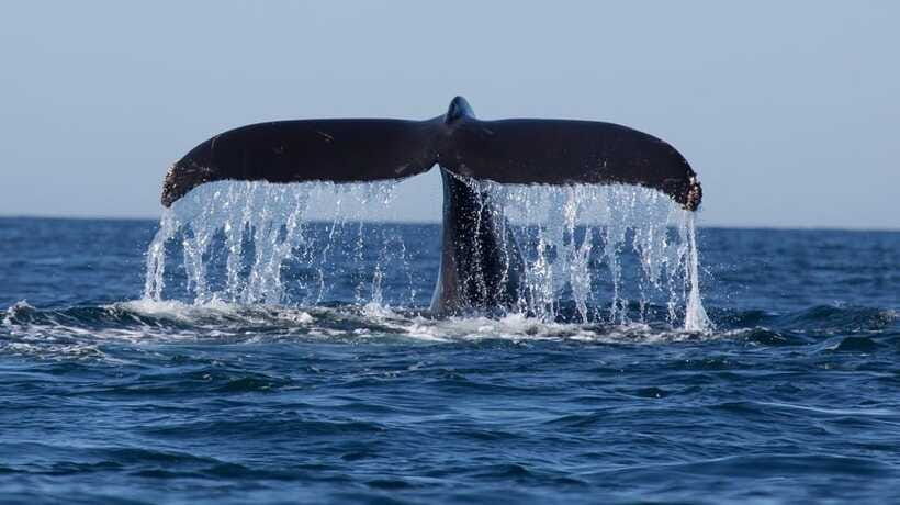Trincomalee: Whale & Dolphin Safari Tour with Expert Guides - Ethical whale watching in Trincomalee