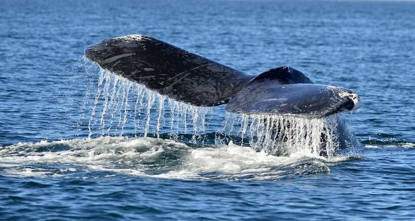 Trincomalee: Whale & Dolphin Safari Tour with Expert Guides - What the $71 price includes