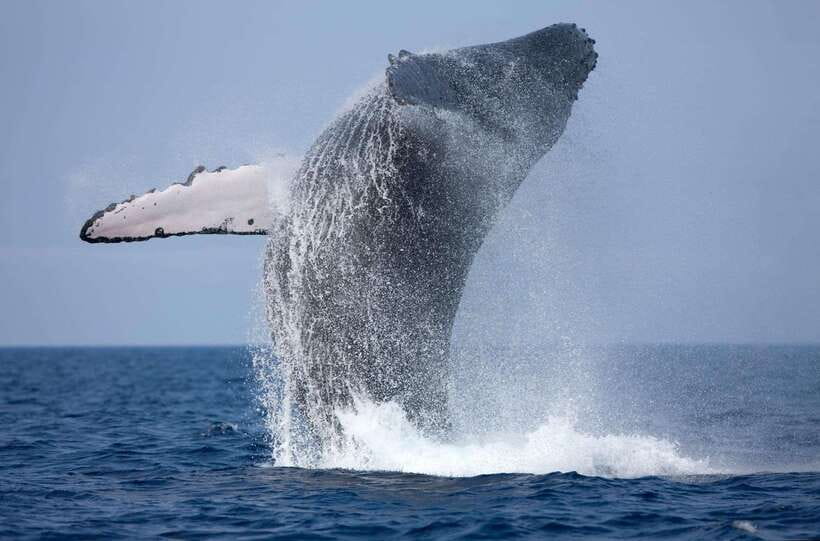 Trincomalee : Whale & dolphin watching +pigeon island tour - Searching the deep water for whales and dolphins