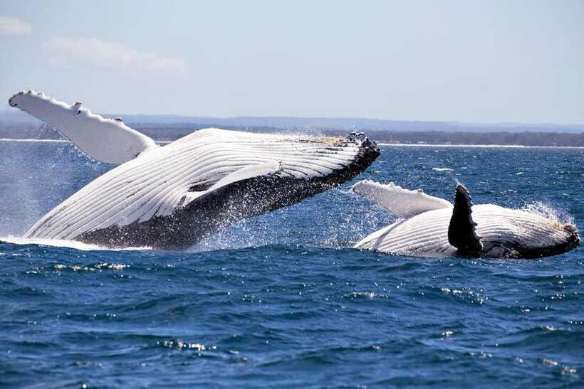 Trincomalee : Whale & dolphin watching +pigeon island tour - A six-hour schedule with a clear finish