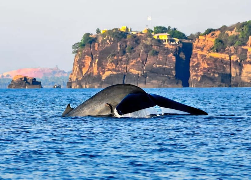 Trincomalee: Whales Watching and Navy Island Snorkeling Tour - Navy Island’s calm snorkeling water
