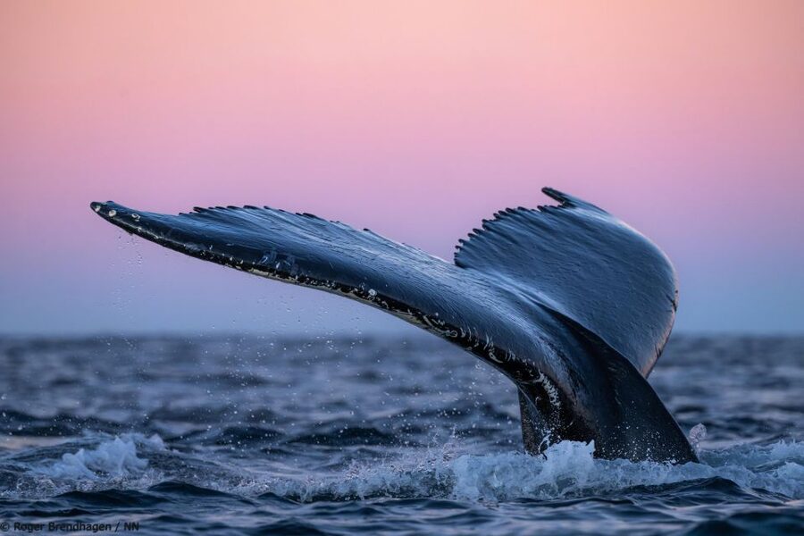 Tromsø: 24hr Northern Lights & Whale Watching Cruise - Morning views near Kågsundet