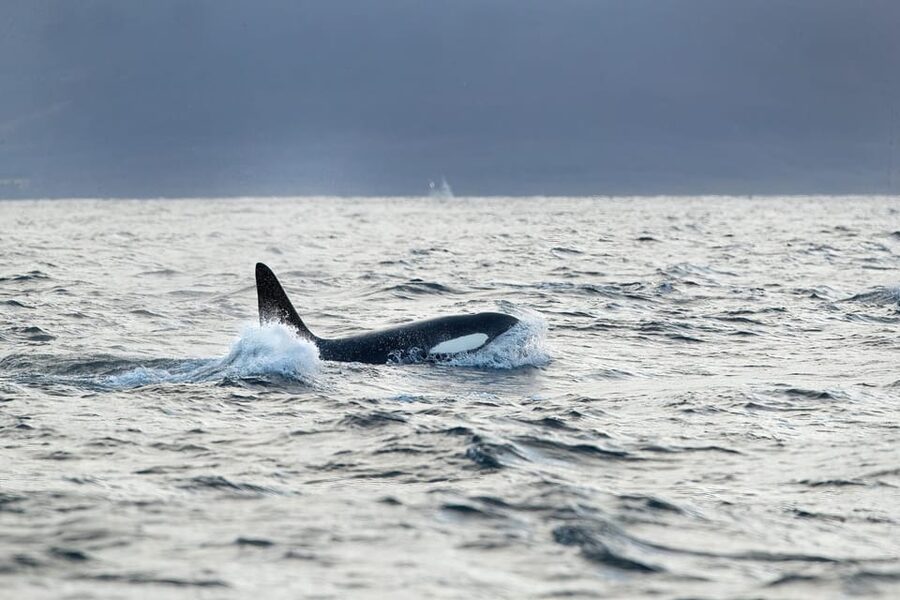 Tromsø: Orca and Whale Watching comfort heated boat Trip - Why the heated boat changes the Arctic whale-watching day