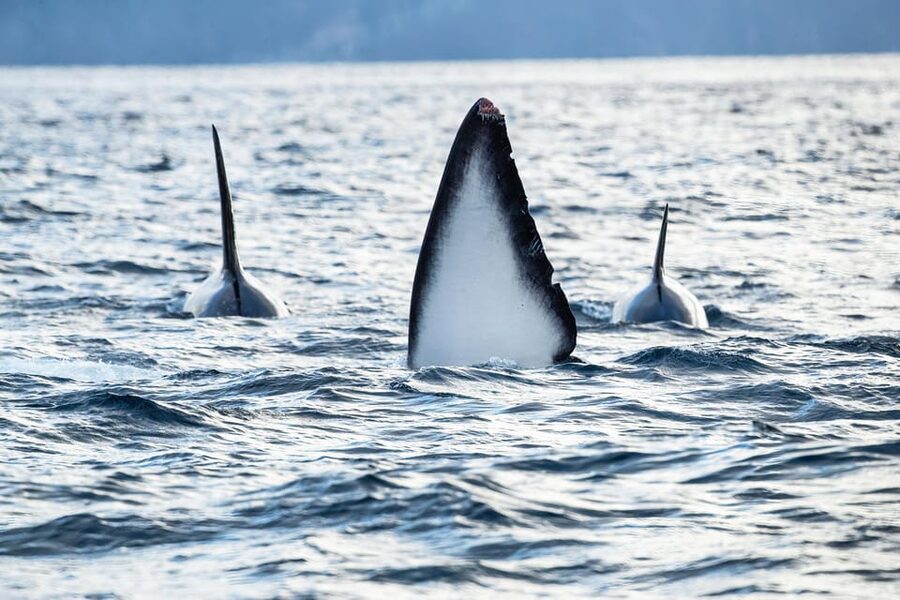 Tromsø: Orca and Whale Watching comfort heated boat Trip - Comfort compared with a traditional RIB