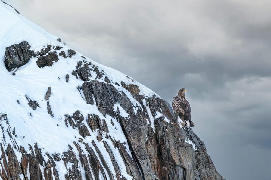 Tromsø: Orca and Whale Watching comfort heated boat Trip - What the $373 price includes