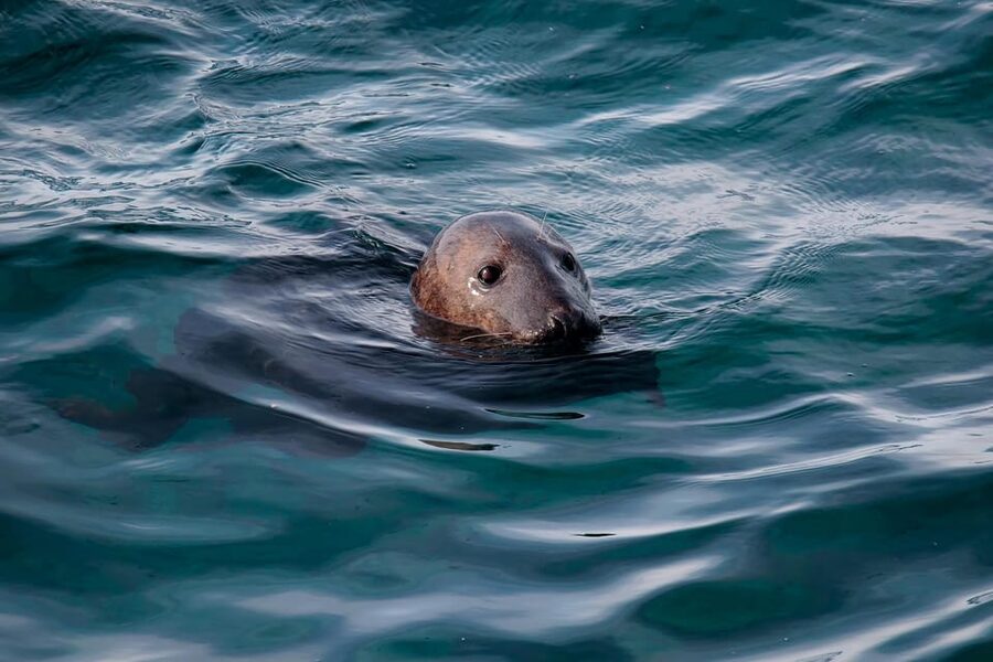 Tromsø: Orca and Whale Watching comfort heated boat Trip - Who should book this Skjervøy safari