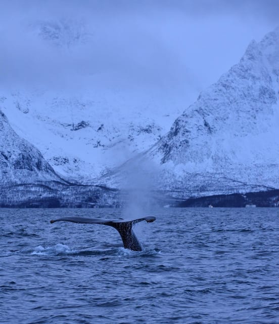 Tromsø: Orca and Whale Watching comfort heated boat Trip - What to bring and how to prepare