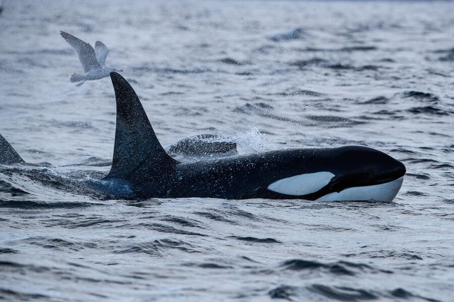Tromsø: Orca and Whale Watching comfort heated boat Trip - Should you book this whale-watching trip?