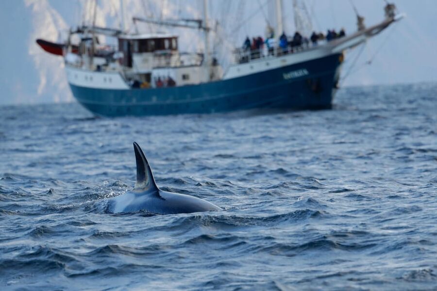 Tromsø: Orca and Whale Watching comfort heated boat Trip - Finding the boat in Skjervøy