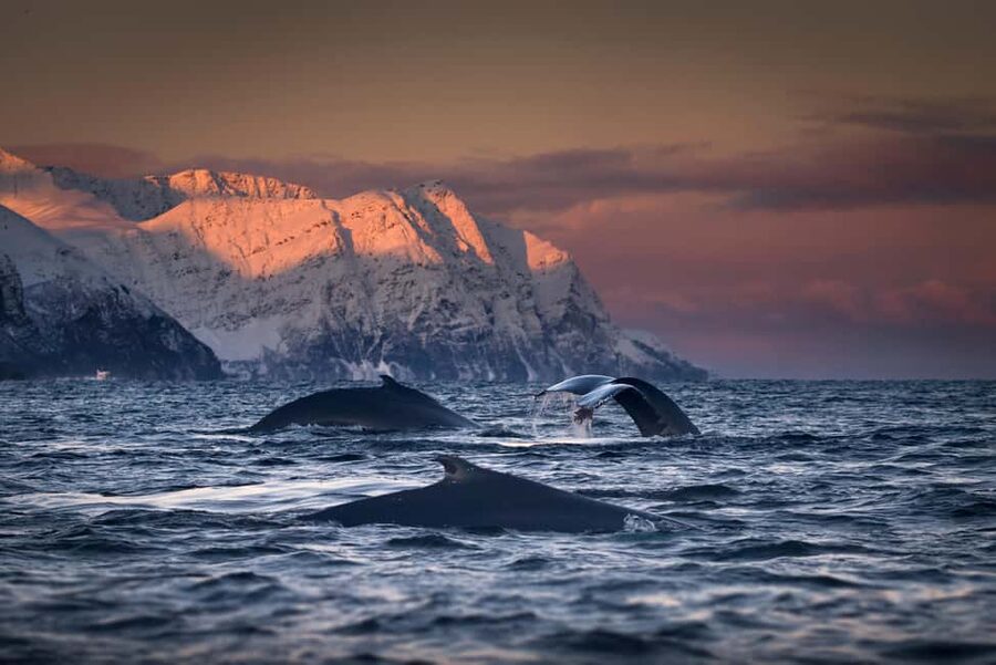 Tromsø: Responsible Whale Watching Cruise Aboard MS Alba - Why the Skjervøy viewing area matters