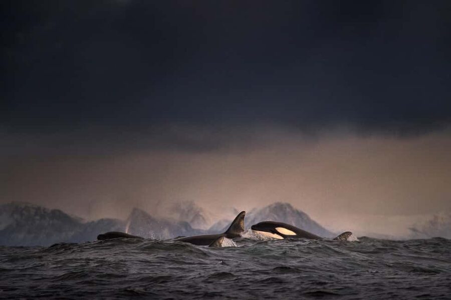Tromsø: Responsible Whale Watching Cruise Aboard MS Alba - What to eat and how to stay warm