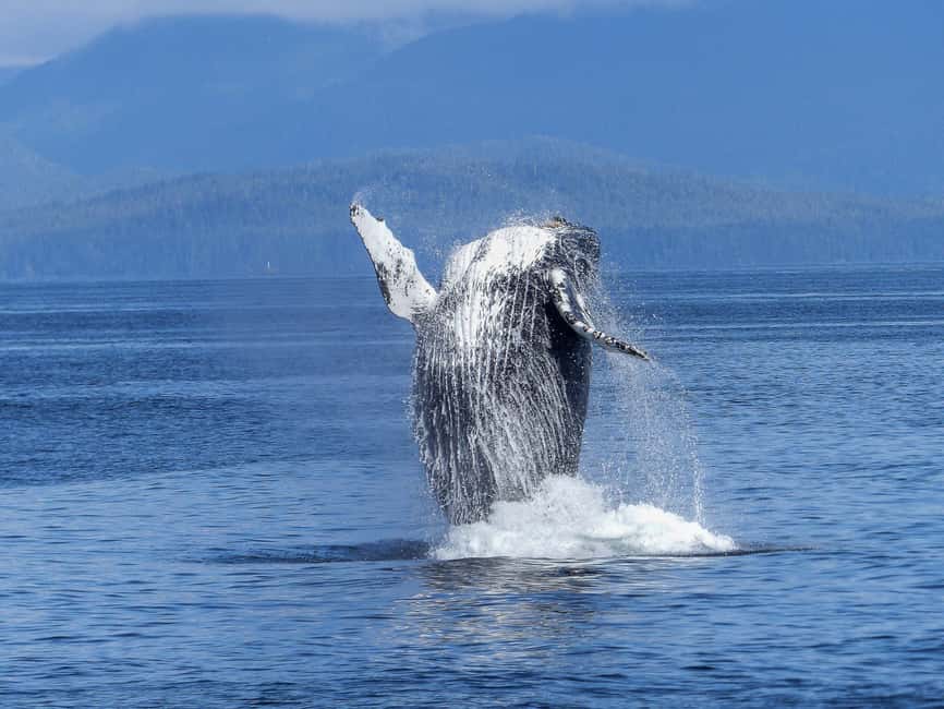 Tromsø Whale Safari with MS Gabriele - Should you book the Tromsø whale safari?