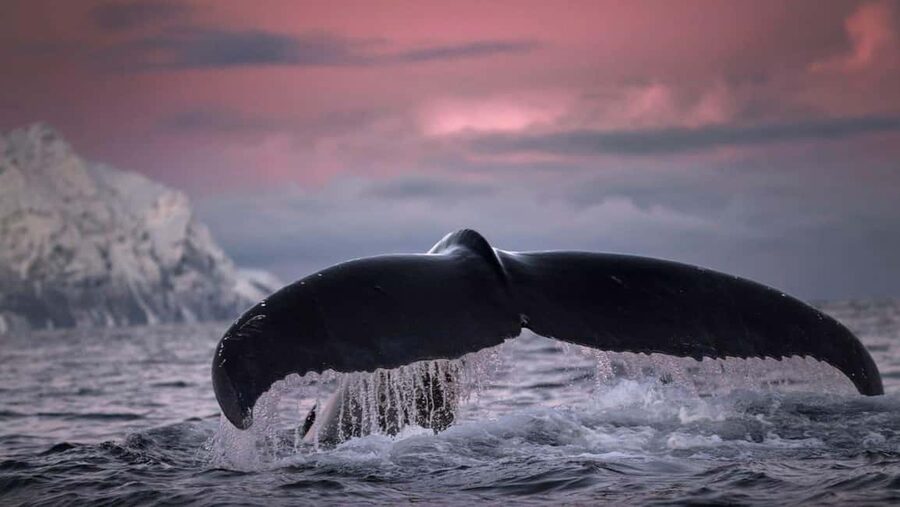 Tromsø Whale Safari with MS Gabriele - Who will enjoy this trip most