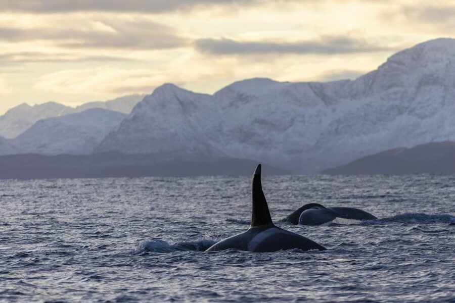 Tromsø Whale Safari with MS Gabriele - The long run toward Skjervøy