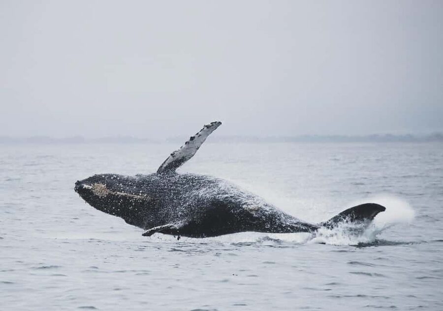 Tromsø Whale Safari with MS Keiser Wilhelm - What the day feels like on the water