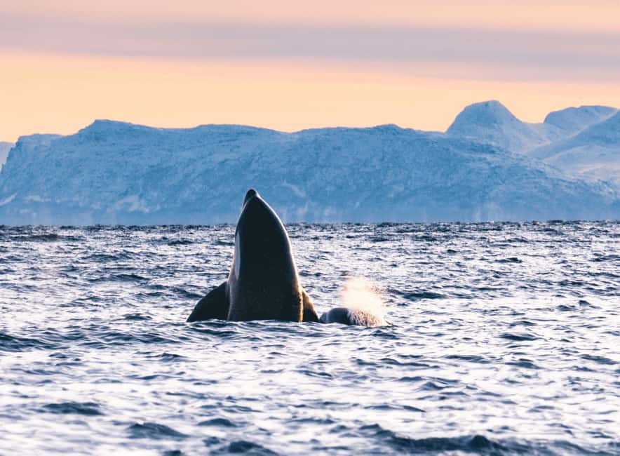 Tromsø Whale Safari with MS Keiser Wilhelm - Humpback whales and other possible sightings