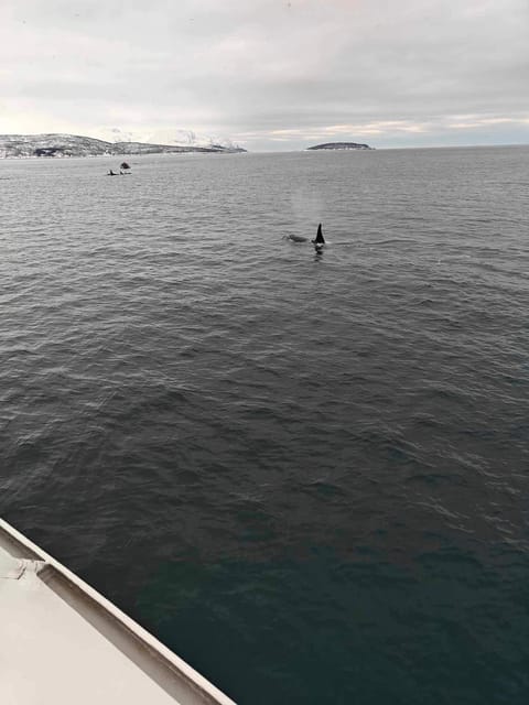 Tromsø Whale Safari with MS Keiser Wilhelm - Weather, waves, and the backup fjord cruise