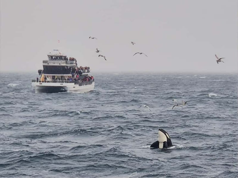 Tromsø: Whale Watching on hybrid boat with scenic bustrip - Reaching Skjervøy and the feeding grounds