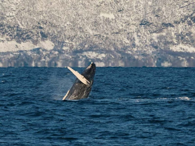 Tromsø: Whale Watching on hybrid boat with scenic bustrip - Food, drinks, and comfort onboard