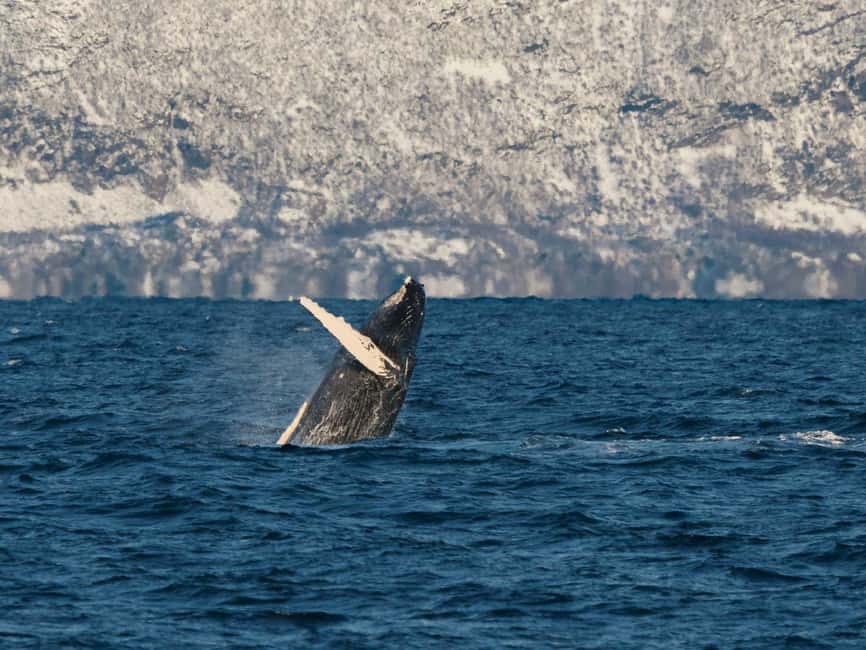 Tromsø: Whale Watching Tour by Hybrid-Electric Boat - Why the quiet boat matters in Arctic waters