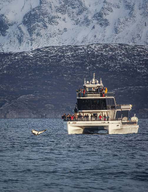 Tromsø: Whale Watching Tour by Hybrid-Electric Boat - The long run toward Skjervøy