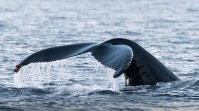 Tromsø: Whale Watching Tour by Hybrid-Electric Boat
