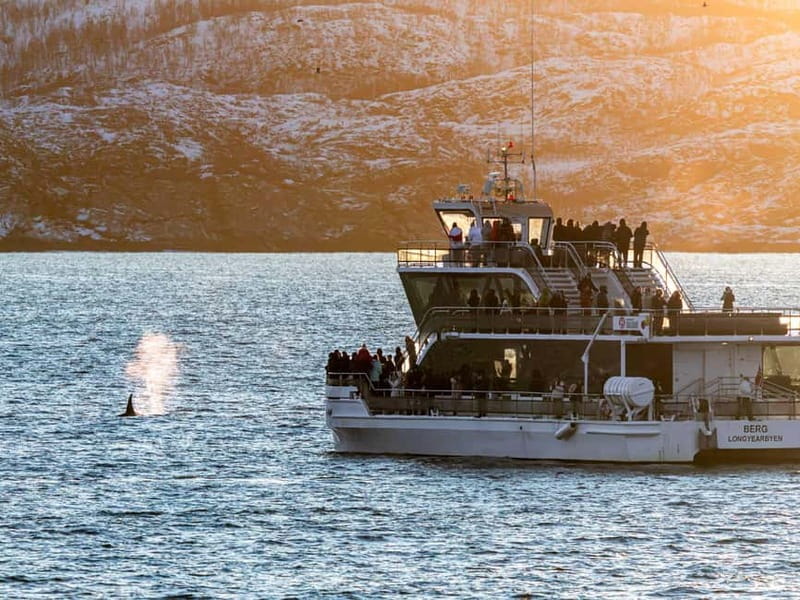 Tromsø: Whale Watching Tour by Hybrid-Electric Boat - Grøtnesdalen and the changing Arctic light