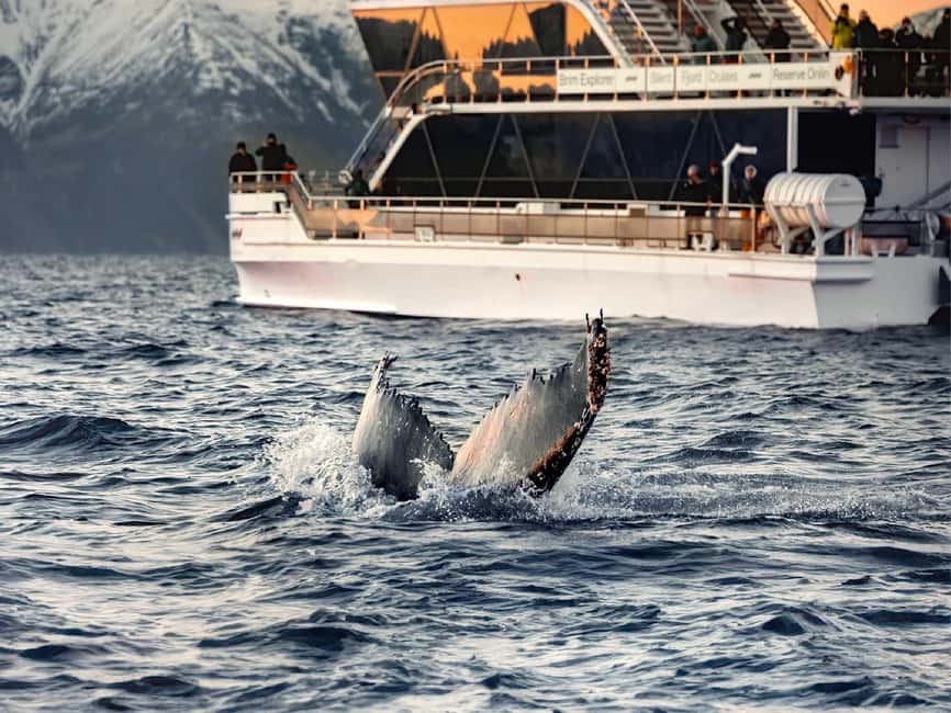 Tromsø: Whale Watching Tour by Hybrid-Electric Boat - Comfort, food, and what to pack