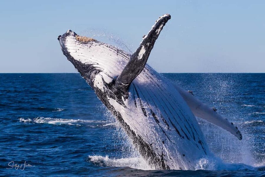 Tweed Heads: Whale Watching Boat Tour - Key points at a glance