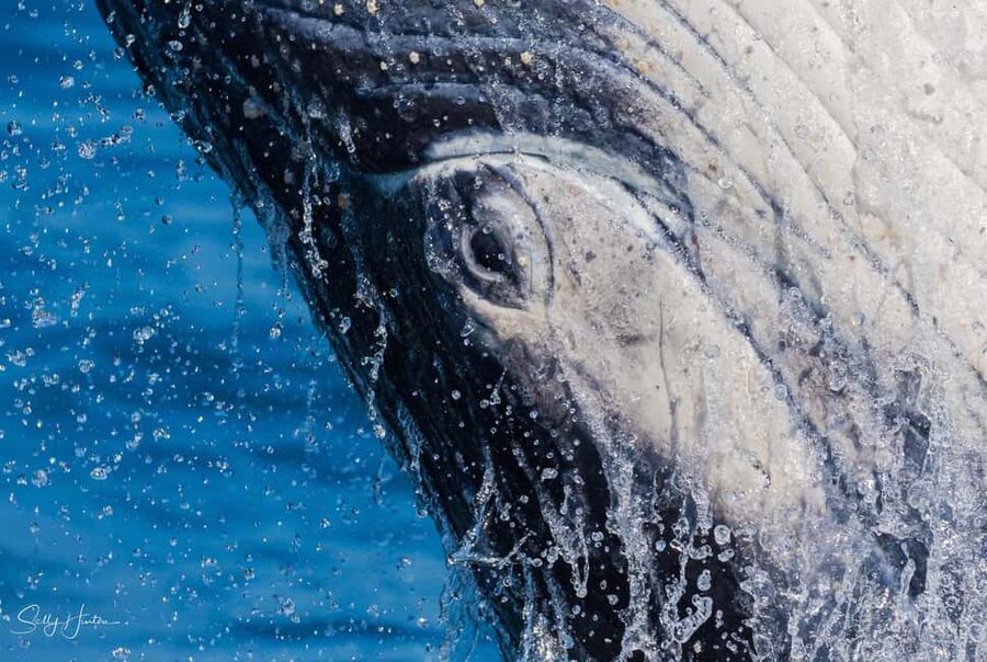 Tweed Heads: Whale Watching Boat Tour - The 8:00am departure from Ivory Waterside Marina