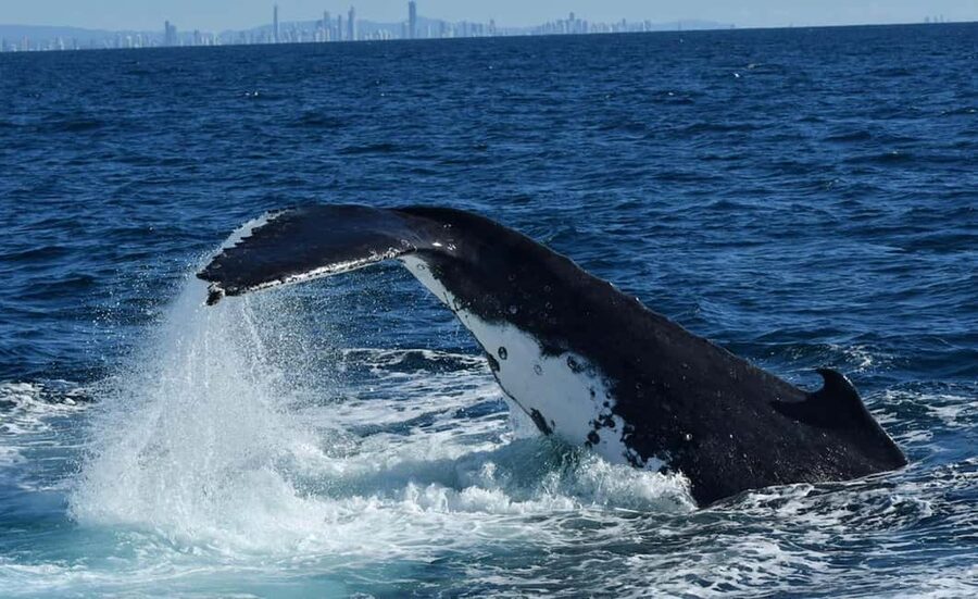 Tweed Heads: Whale Watching Boat Tour - A boat built for changing your viewpoint