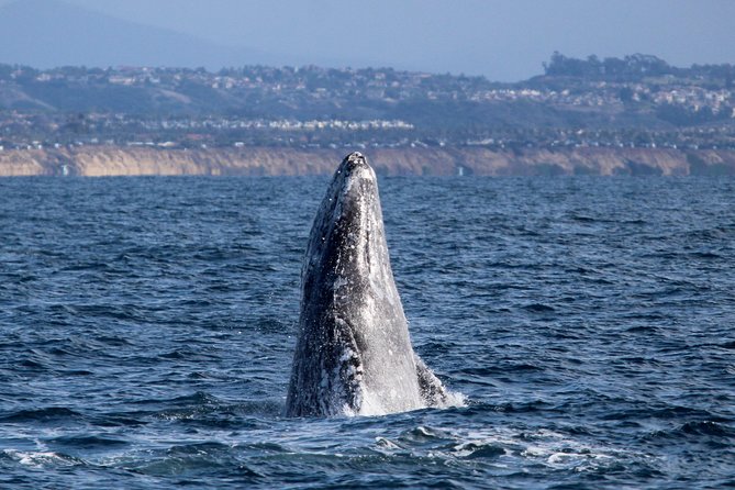 Two-Hour Luxury Whale Watching Tour from Oceanside - Key points to know before you book