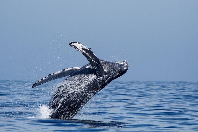 Two-Hour Luxury Whale Watching Tour from Oceanside - Dolphins may be the main event